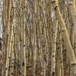 Dense birch grove with pale trunks