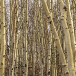 Aspen grove with tall white trunks
