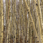 Aspen grove with tall white trunks