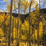 Golden aspen grove with mountain backdrop